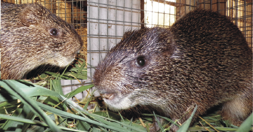 Photographs-showing-characteristic-body-features-of-grasscutters-Thryonomys