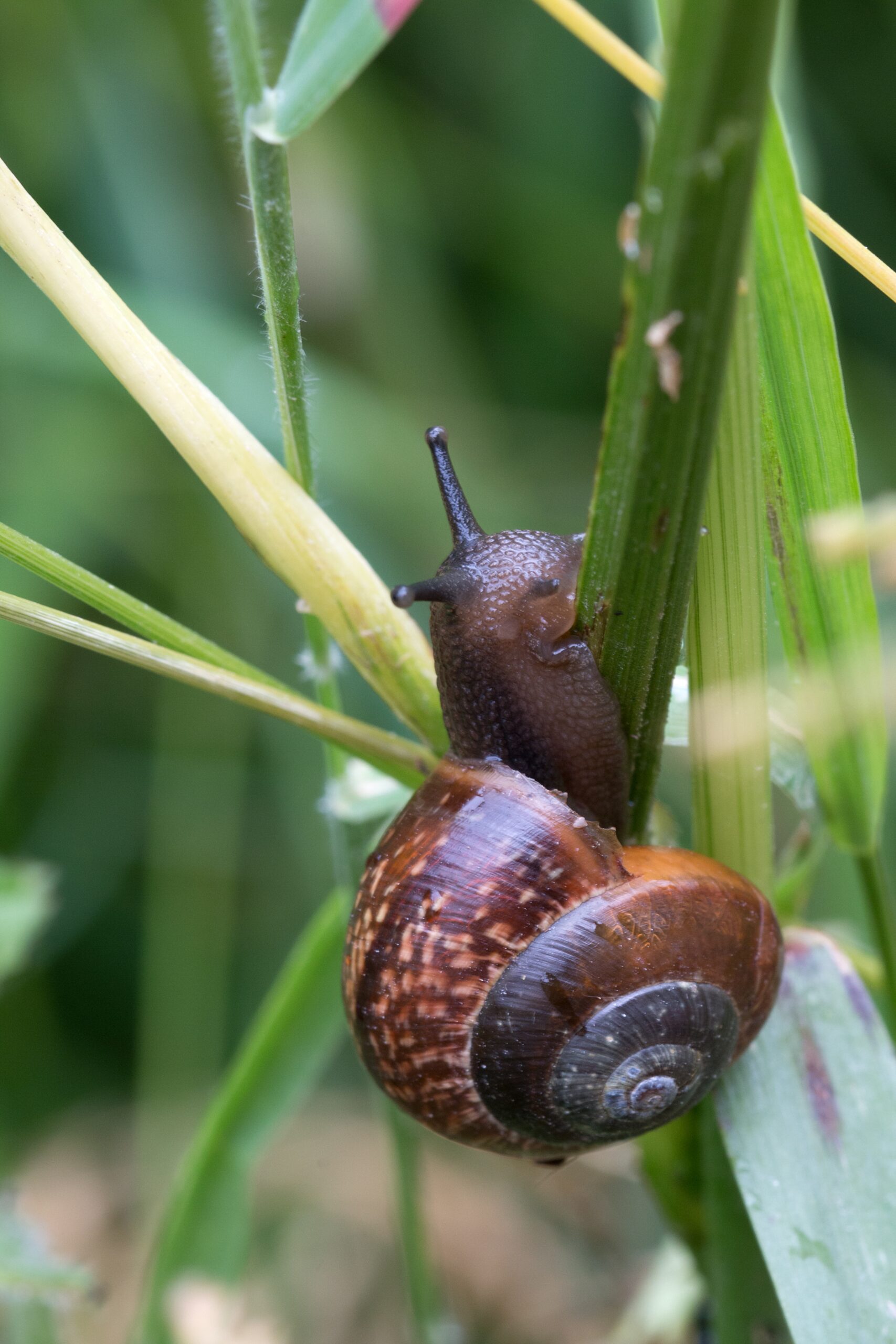 Closeup shot of a brown snail trying to climb over a green grass A closeup shot of a brown snail trying to climb over a green grass