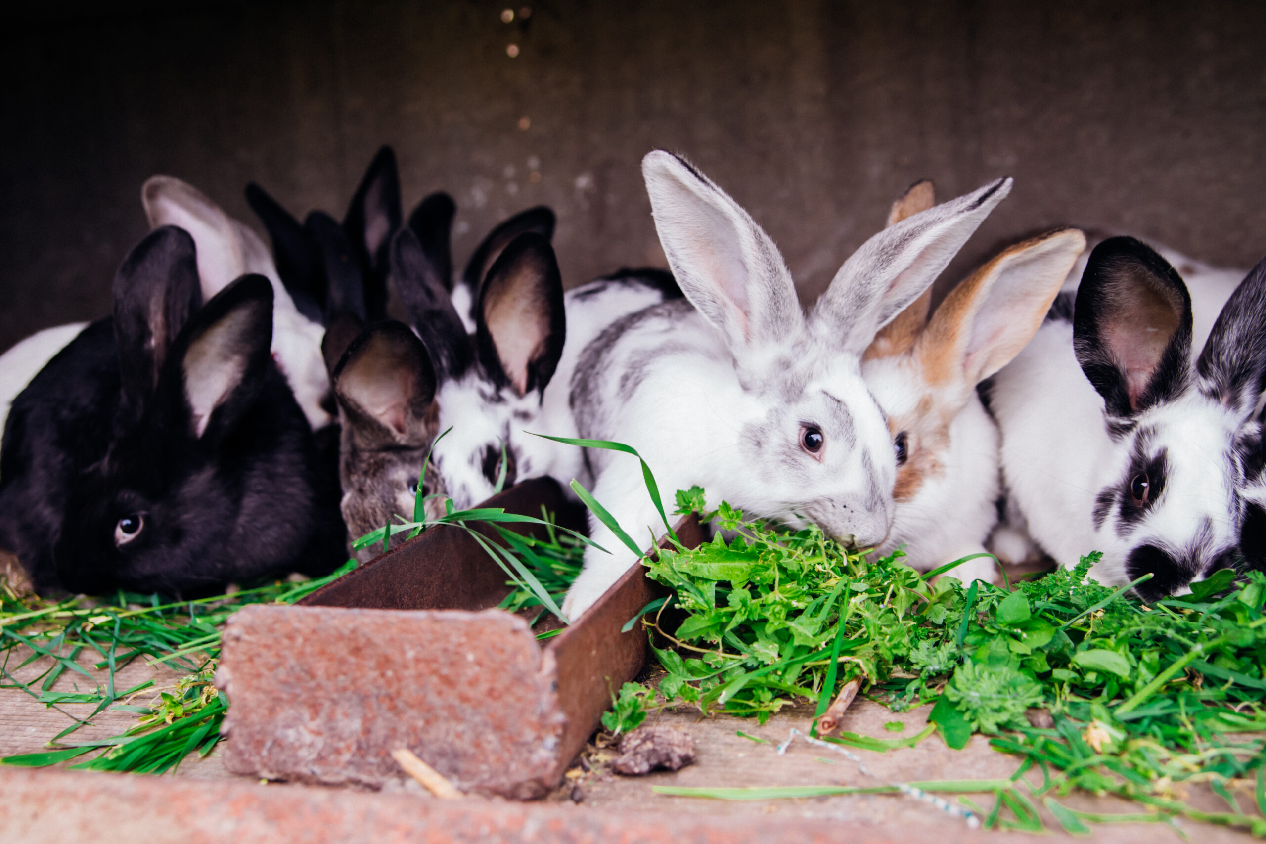 A family of little rabbits in a cage. Fluffy rodents. Breeding animals on the farm.